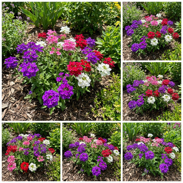 Verbena Dwarf Mix Flower Seeds for Planting  Vibrant Annual Blooms