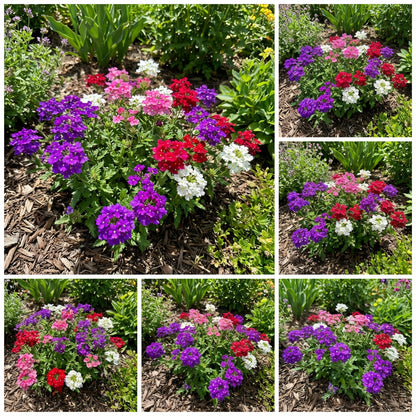 Verbena Dwarf Mix Flower Seeds for Planting  Vibrant Annual Blooms