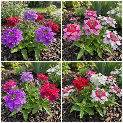 Verbena Dwarf Mix Flower Seeds for Planting  Vibrant Annual Blooms