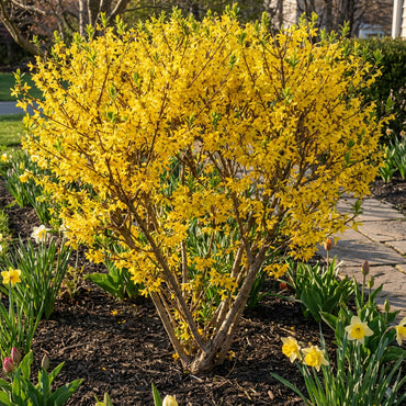 Forsythia Yellow Flower Seeds for Planting - Vibrant Spring Blooms