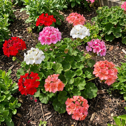 Geranium Mix Pelargonium Flower Seeds for Planting | Vibrant Annual Flower Seeds for Your Garden
