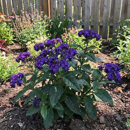 Heliotrope Blue Flower Seeds for Planting | Beautiful Fragrant Blooms