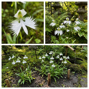 Egret Orchid Seeds for Planting  Create a Stunning Garden Display