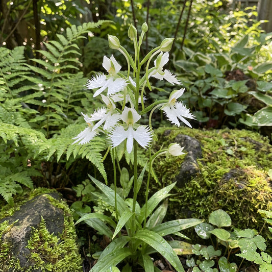 Egret Orchid Seeds for Planting  Create a Stunning Garden Display