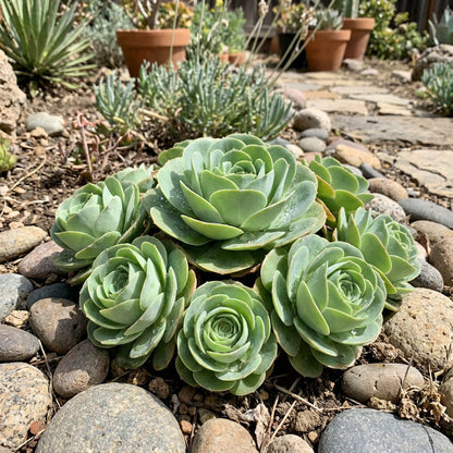 Greenovia Flower Seeds for Planting - Gorgeous Perennial Blooms for Your Garden