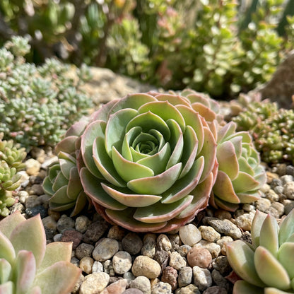 Greenovia Flower Seeds for Planting - Gorgeous Perennial Blooms for Your Garden