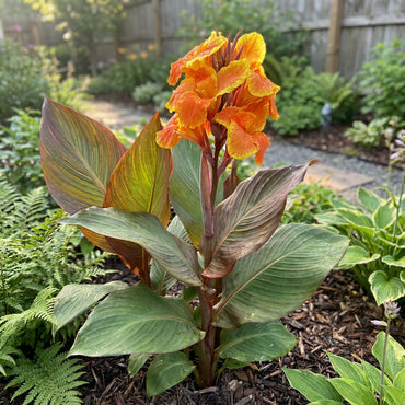 Canna Lily Flower Planting Seeds for a Colorful Garden Transformation