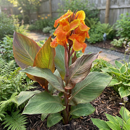 Canna Lily Flower Planting Seeds for a Colorful Garden Transformation