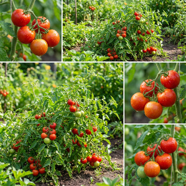 Red Vegetable Tomato Seeds for Planting