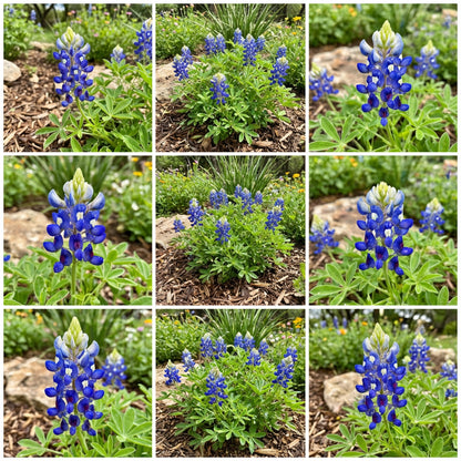 Texas Bluebonnet Flower Seeds for Planting  Vibrant Blue Blooms for Your Garden