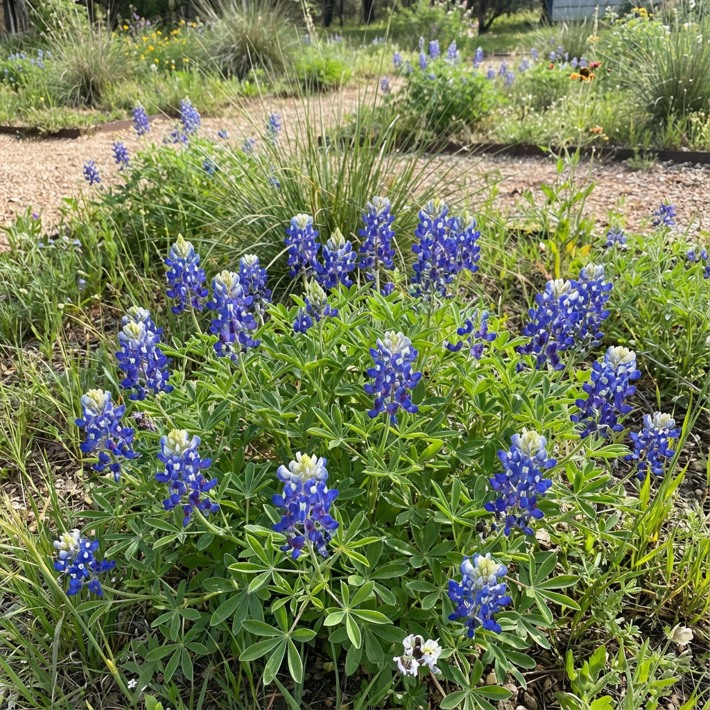 Texas Bluebonnet Flower Seeds for Planting  Vibrant Blue Blooms for Your Garden