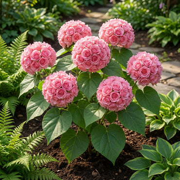 Dombeya Pink Flower Seeds for Planting - Vibrant Blooms for Your Garden