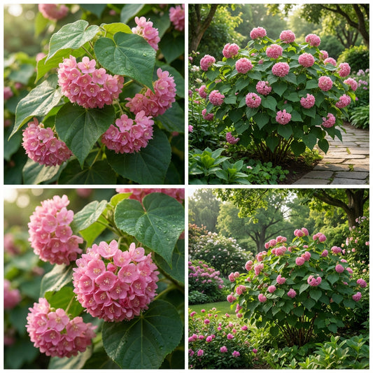 Dombeya Pink Flower Seeds for Planting - Vibrant Blooms for Your Garden