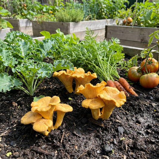 Yellow Chanterelle Mushroom Seeds for Planting