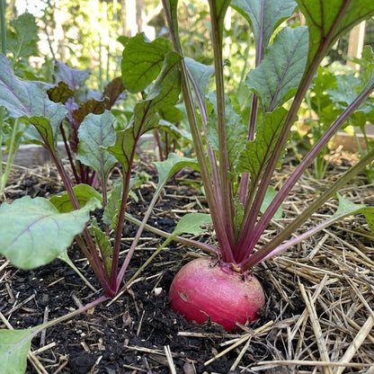 Pink Beetroot Vegetable Planting Seeds