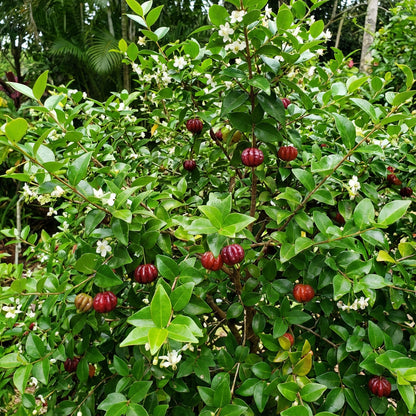 Surinam Fruit Planting Seeds - Exotic Berry Bush Seeds