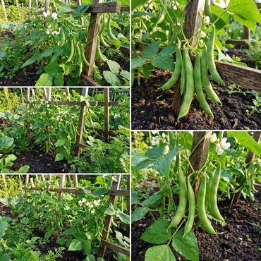 Mogettes Bean Seeds for Planting