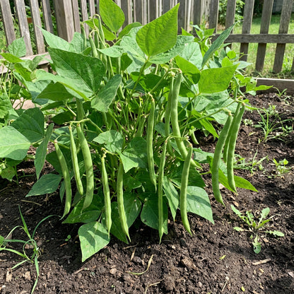 Mogettes Bean Seeds for Planting
