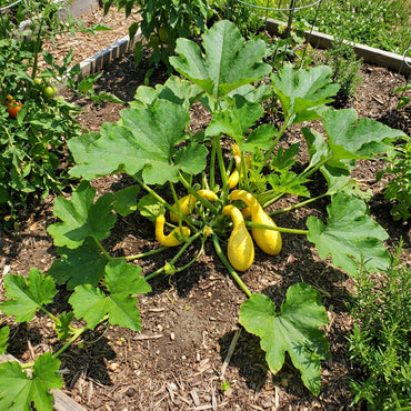 Yellow Crookneck Vegetable Seeds Perfect for Planting