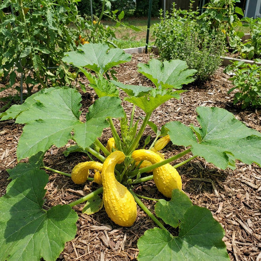Yellow Crookneck Vegetable Seeds Perfect for Planting