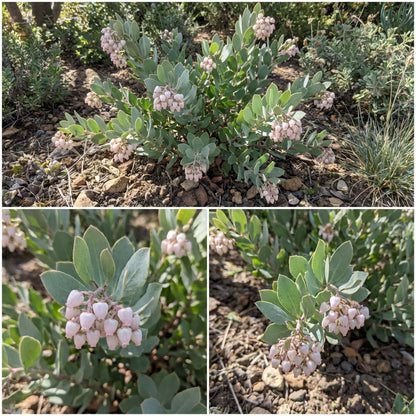 Elevate Your Outdoors with Whiteleaf Manzanita Planting  Seed for Stunning Shrubbery