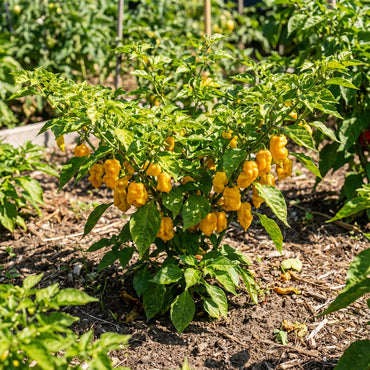 Yellow Reaper Seeds for Planting Hot Pepper Vegetable