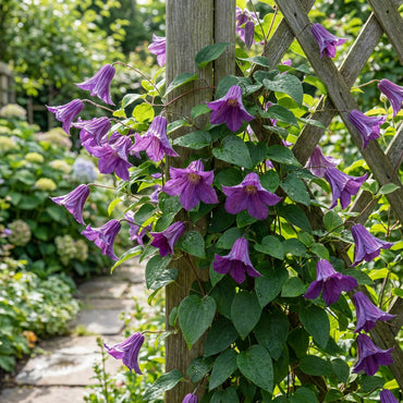 Perennial Vine Climbing Purple Flower Seeds for Vibrant Garden Planting