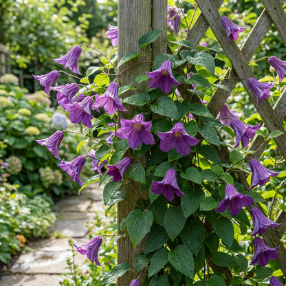 Perennial Vine Climbing Purple Flower Seeds for Vibrant Garden Planting
