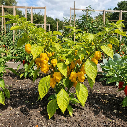 Yellow Reaper Seeds for Planting Hot Pepper Vegetable
