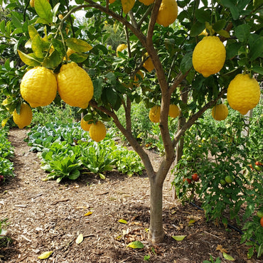 Yellow Citron Citrus Seeds for Easy Planting