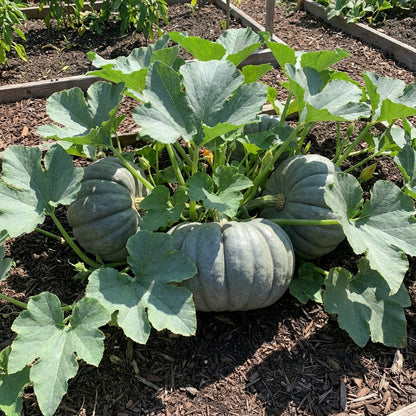 Gray Zapallo Plomo Vegetable Planting Seeds