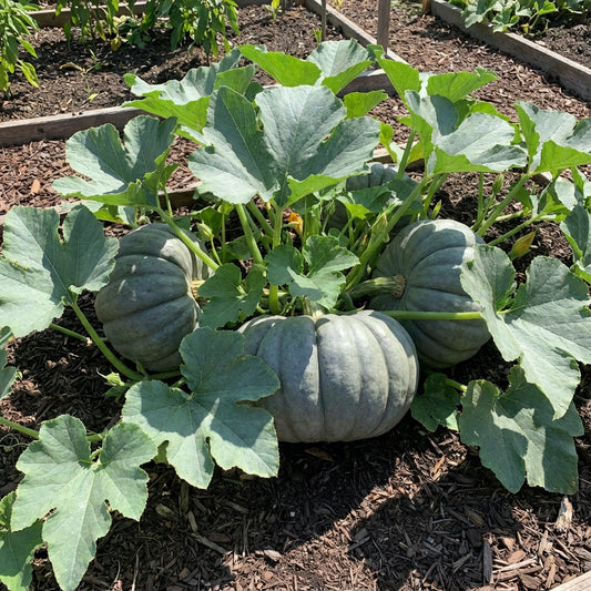 Gray Zapallo Plomo Vegetable Planting Seeds