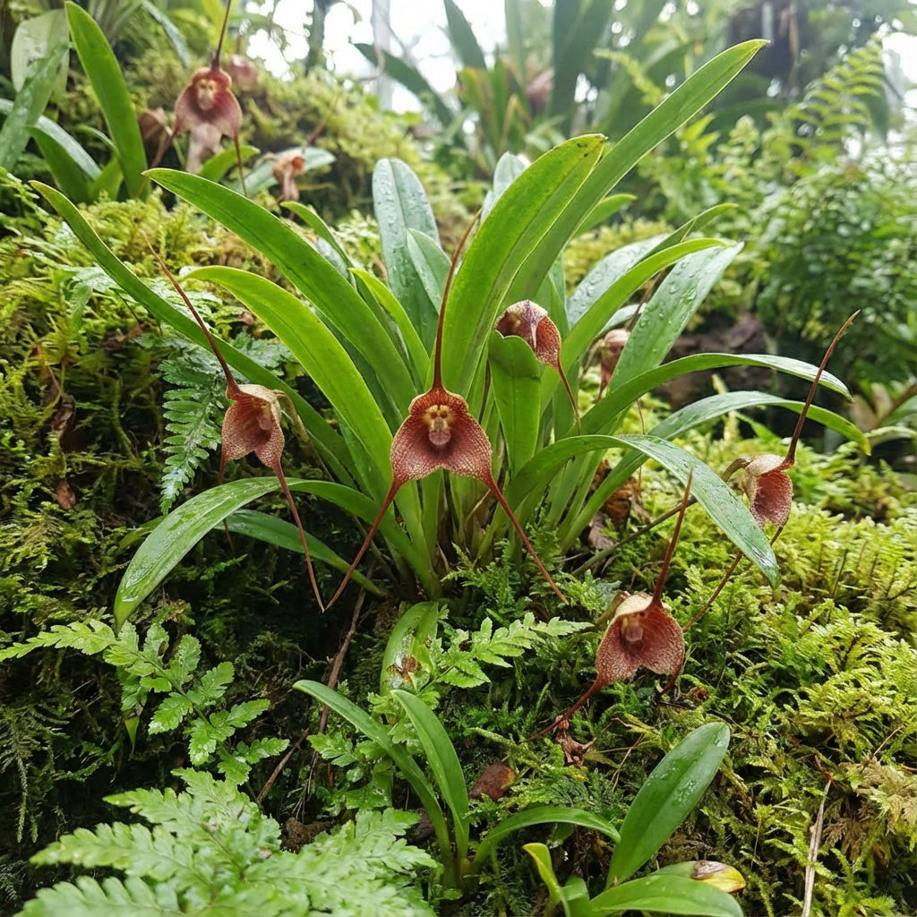 Monkey Face Orchid Flower Planting Seeds  Unique & Exotic Blooms for Your Garden