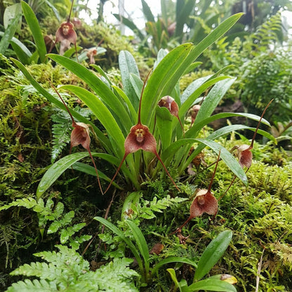 Monkey Face Orchid Flower Planting Seeds  Unique & Exotic Blooms for Your Garden