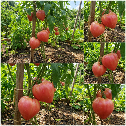 Pink Oxheart Tomato Seeds for Planting