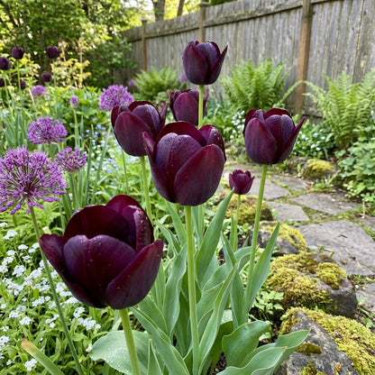 Black Tulip Flower Seeds for Planting