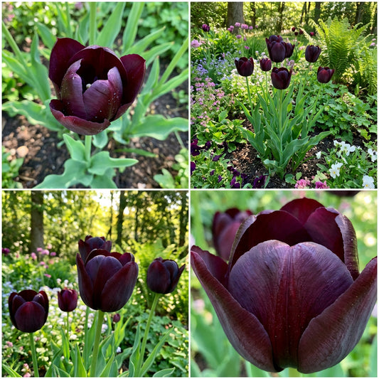 Black Tulip Flower Seeds for Planting