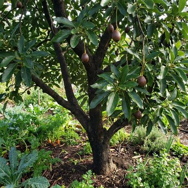 Brown Coldhardy Avocado Seeds for Planting