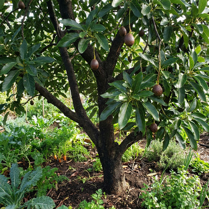 Brown Coldhardy Avocado Seeds for Planting
