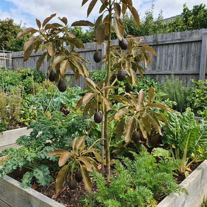 Brown Coldhardy Avocado Seeds for Planting