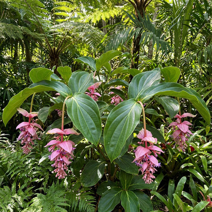 Medinilla Magnifica Seeds for Exotic Flower Planting