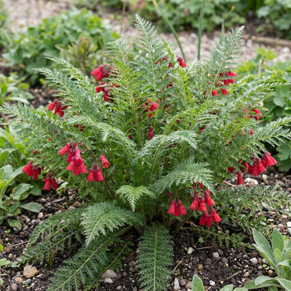 Fern Red Flower Planting Seeds  Vibrant Perennial Flowers for Your Garden