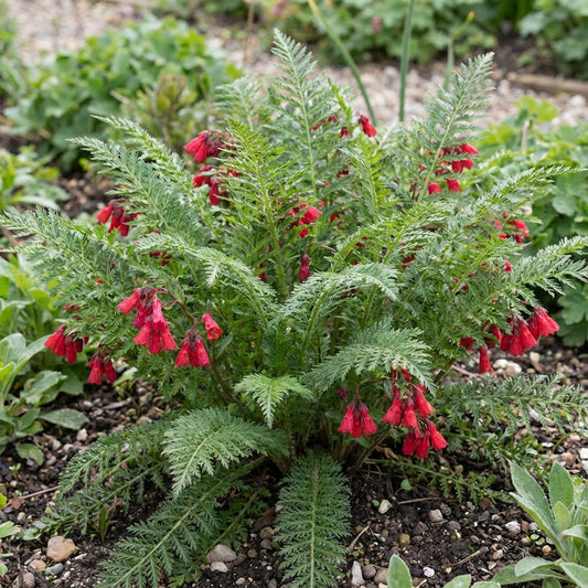 Fern Red Flower Planting Seeds  Vibrant Perennial Flowers for Your Garden