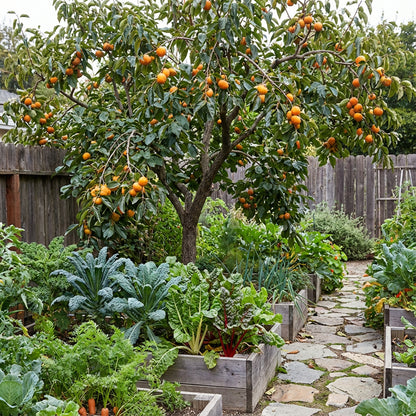 Diospyros Kaki Seeds for Planting