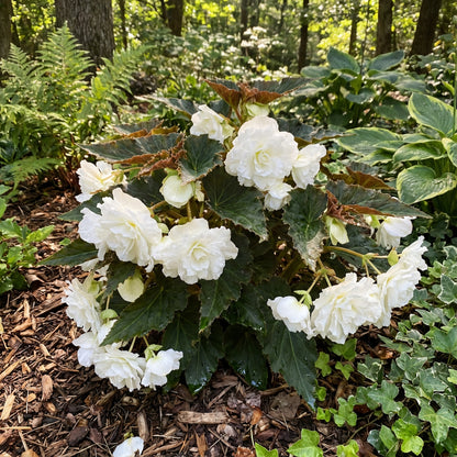 Begonia White Flower Seeds for Planting  Elegant Annual Blooms for Gardens & Pots