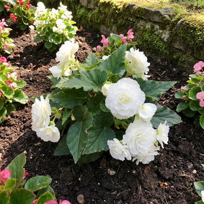 Begonia White Flower Seeds for Planting  Elegant Annual Blooms for Gardens & Pots