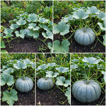 Gray Pumpkin Planting Seeds for Your Garden