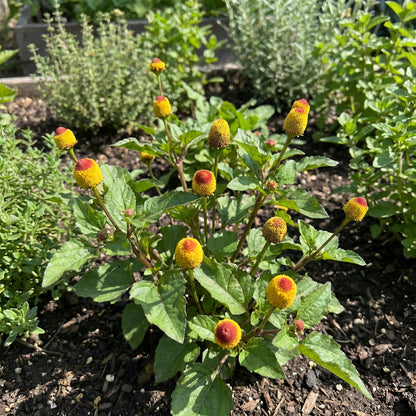 Toothache Plant for Natural Relief  Seeds for Growing Your Own Herbal Remedy in Gardens