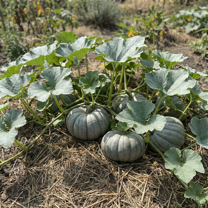 Gray Pumpkin Planting Seeds for Your Garden