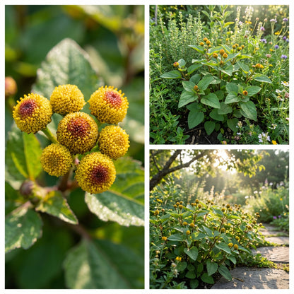 Toothache Plant for Natural Relief  Seeds for Growing Your Own Herbal Remedy in Gardens